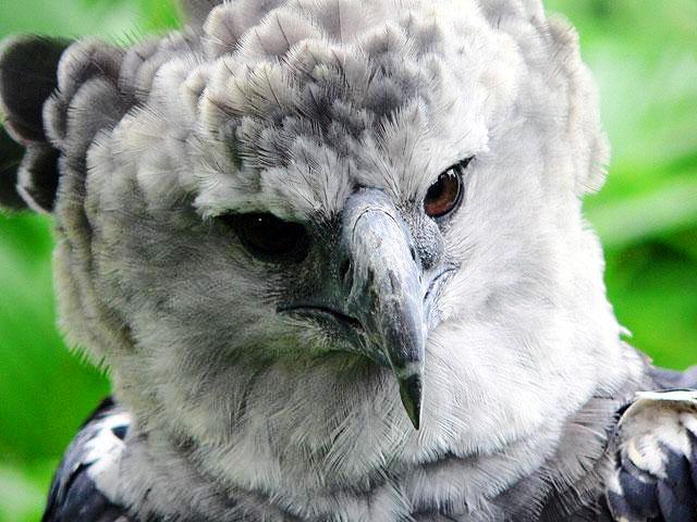Harpie
